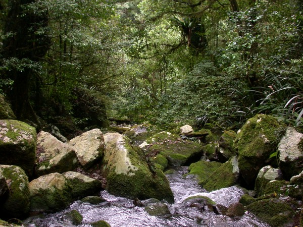 Toolona Creek